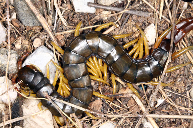 Scolopendra cingulata - Copyright Denis Bourgeois